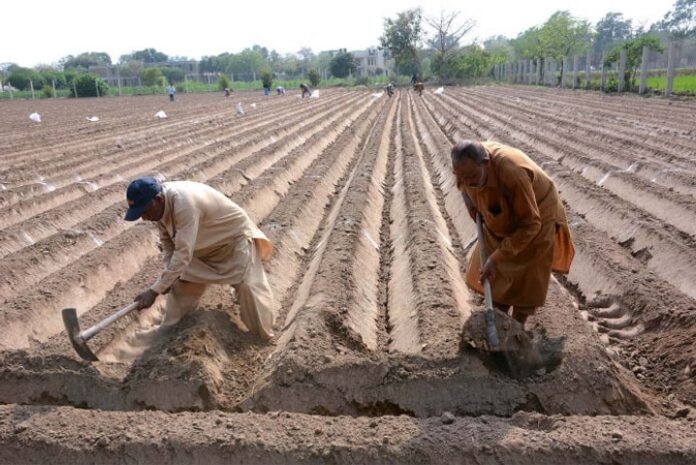 Govt prepares comprehensive NAP to modernise agriculture sector under CPEC